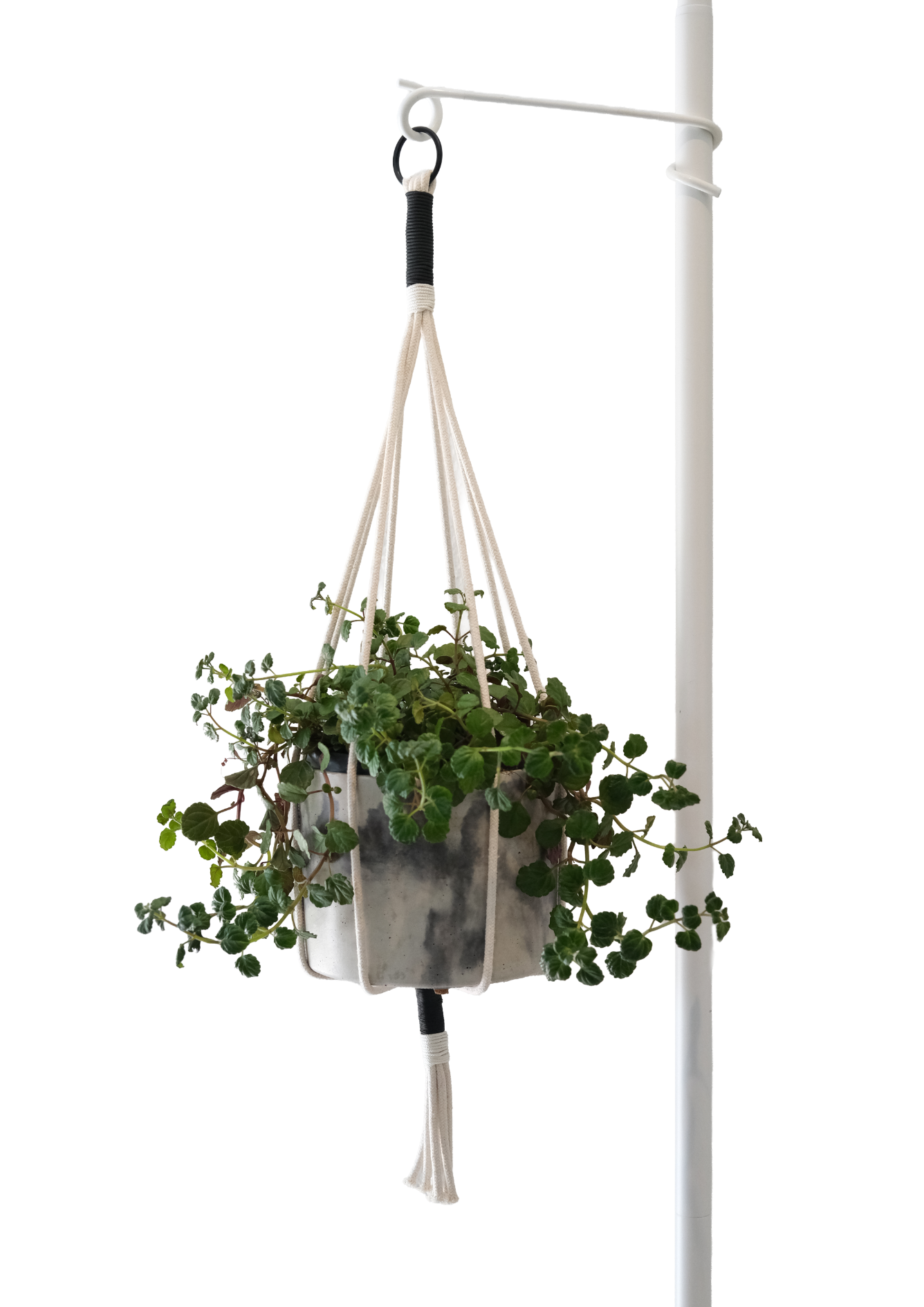 stop and shop hanging plants The Rope Hanger (White) – Shop Di+